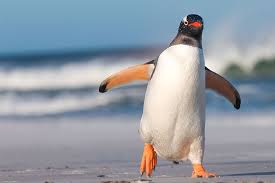 Why Penguins Can't Fly cover